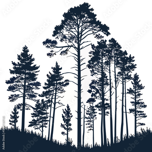 A serene forest landscape with tall trees standing against a clear sky