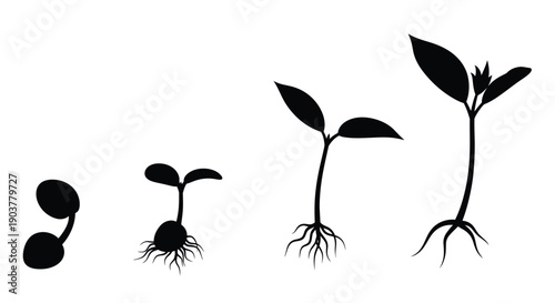 Plant growth stages illustrated with a simple black and white depiction