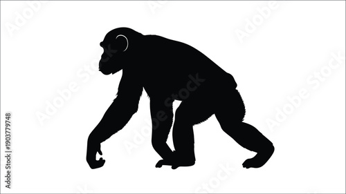 A black gorilla walking on all fours a striking silhouette