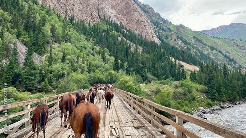 Fotografie Large herd of wild horses roaming freely in the Maly River Valley, Kyrgyzstan