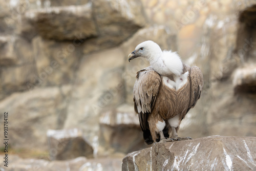 Bald vulture sitting on a rock close-up