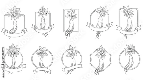 Set of hand drawn ginseng root sketches featuring decorative frames and ribbons for herbal medicine or wellness branding.