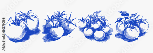 Fresh tomatoes on vine organic garden produce. Blue hand drawn botanical food set with leaves and stems. Rustic kitchen ingredients in vintage sketch illustration style.