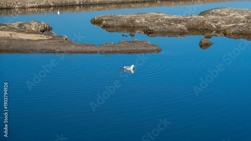 Foto Still water mirroring rocky edges as a single gull glides gently through widenin