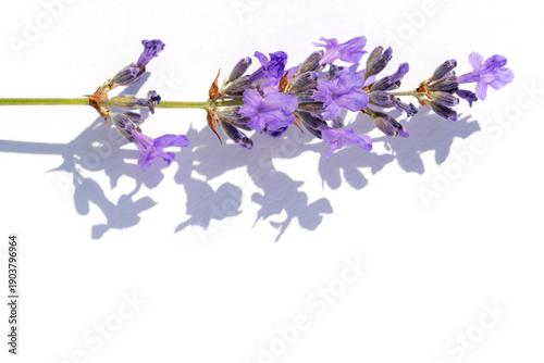 A close-up of a lavender flower with shadow on a white background. A beautifu...