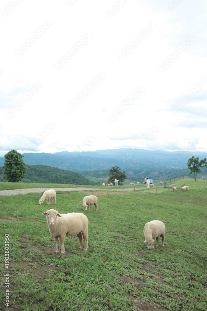 Obraz premium A group of sheep are grazing in a field