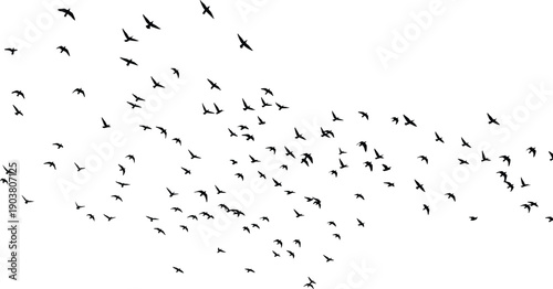 Large flock of flying bird silhouettes scattered across white background, abstract wildlife illustration, freedom concept, minimal nature vector art