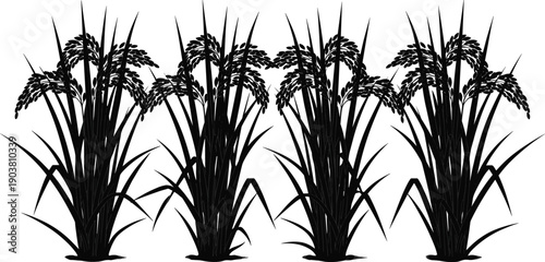 Rice plants silhouette isolated on white background, agricultural crop, paddy field vegetation, farming and food production concept illustration