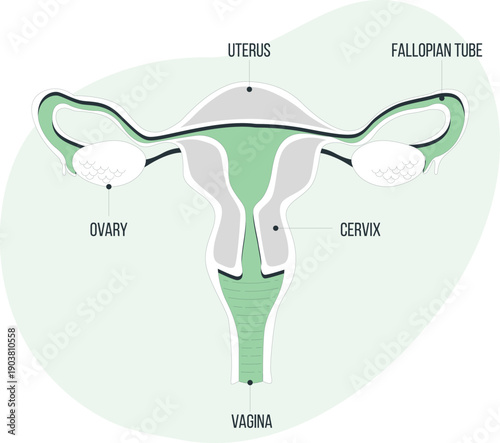 Anatomical illustration of the female reproductive system with labels