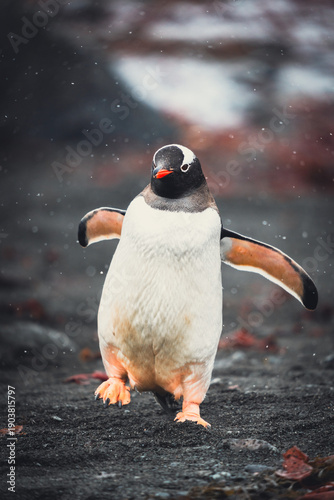 A Gentoo penguin walking energetically across a dark rocky beach in Antarctica, flippers outstretched for balance during a light snowfall.