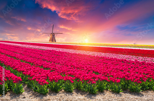 Landscape with tulips, traditional dutch windmills and houses near the canal in Zaanse Schans, Netherlands, Europe . High quality photo