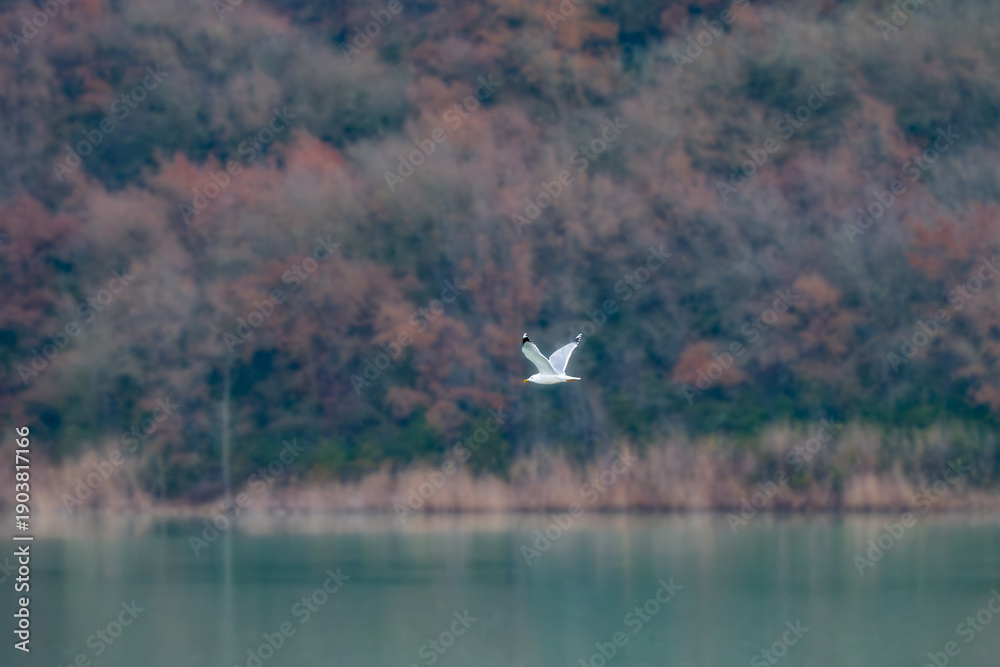 Obraz premium gaviota sobrevolando el lago de Terradets, Pallras Lluça
