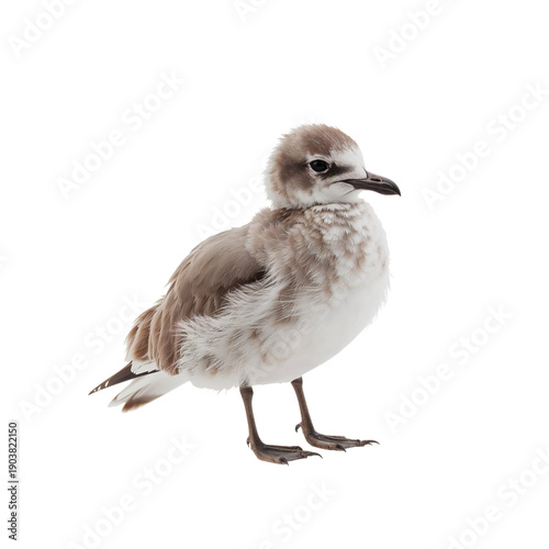 Bird Stands on a White Background With Fluffy Feathers and a Short Beak Durin...