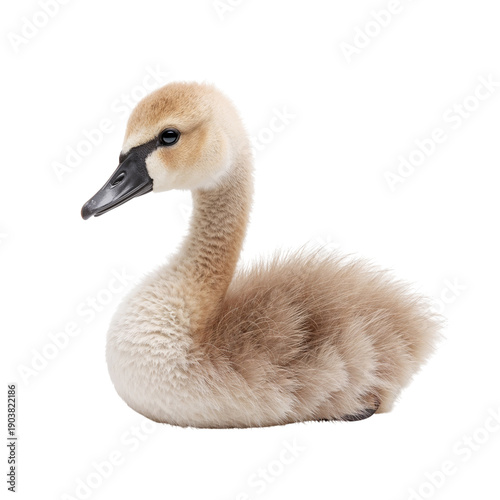 Young Swan Resting With Soft Feathers in a Simple Setting During Daytime