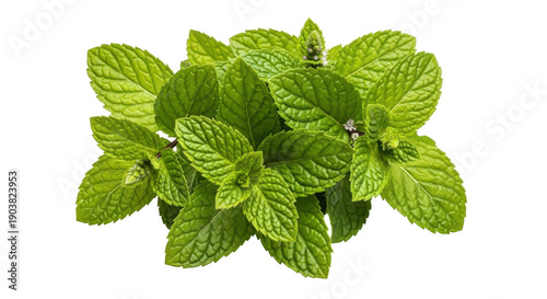 Fresh green mint leaves isolated PNG on transparent background, aromatic herb for culinary and medicinal use