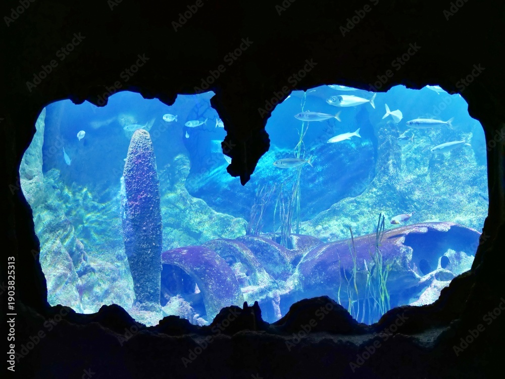 Fototapeta premium Underwater scene in a public aquarium tank, featuring diverse fish species swimming around a large, detailed airplane wreck or artificial reef structure viewed through a dark, cave-like opening