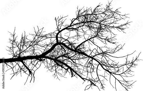 Vector. Vector illustration of an oak branch.