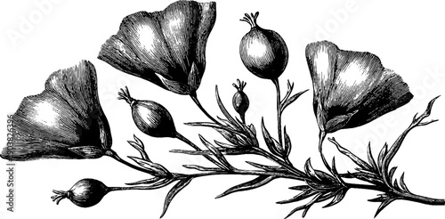 Vintage botanical sketch of flax plant with seed capsules for design and decoration