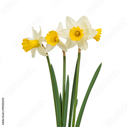 Daffodils With Yellow Centers Standing Tall in a Vase on a Clear Surface