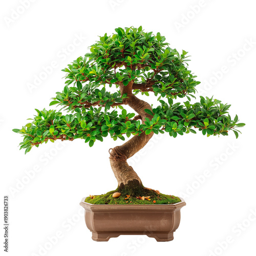 Bonsai Tree in a Brown Pot Displayed Indoors With Lush Green Leaves on Branches