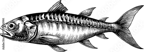 Vintage fish skeleton illustration from natural history plate - engraved botanical design