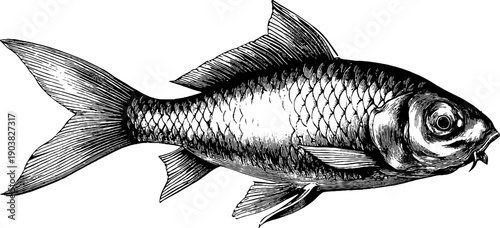 Detailed vintage fish fin anatomy botanical design for educational and decorative use