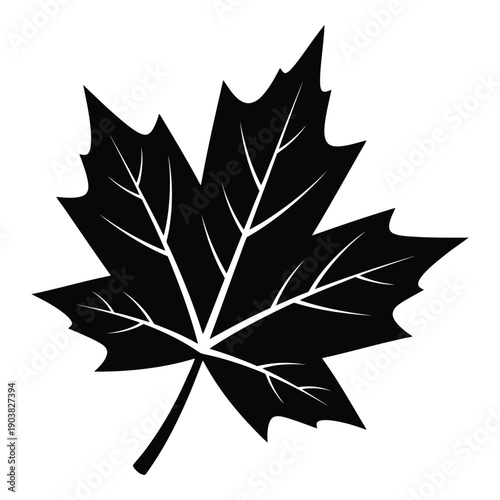 Black and white maple leaf silhouette with veins and stem