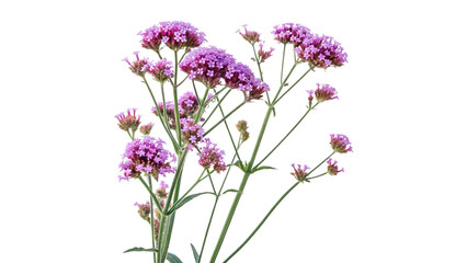 verbena bonariensis the purpletop vervain isolated on transparent background