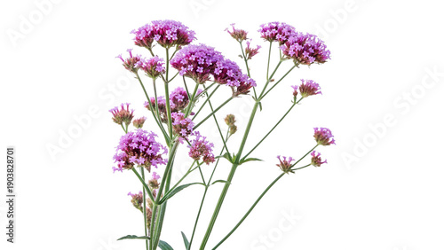 Schilderij op canvas verbena bonariensis the purpletop vervain isolated on transparent background