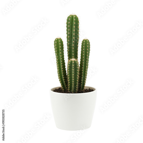 Cactus Growing in a Brown Pot in a Home Setting With Bright Lighting and Mini...