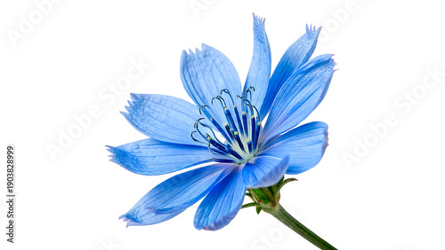 Εκτύπωση καμβά Blooming blue flower with delicate petals isolated on transparent background
