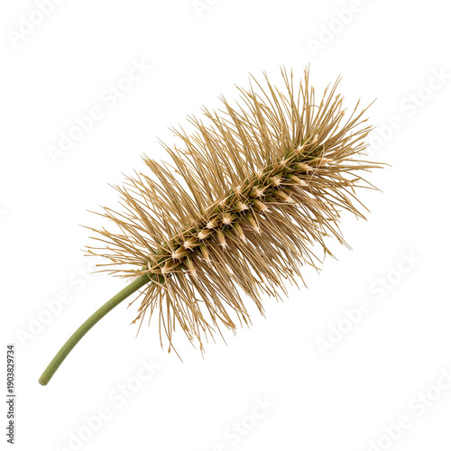 Dry Grass Spike on White Background Showing Clear Details on Structure and Te...