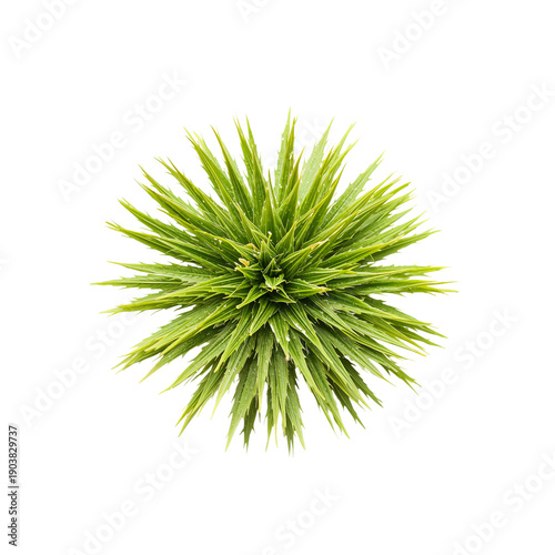 Green Plant Arrangement Set Against a White Background in an Indoor Space Dur...
