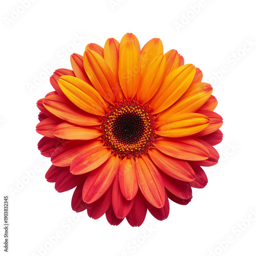 Colorful Flower With Orange and Red Petals in Simple Design on White Background