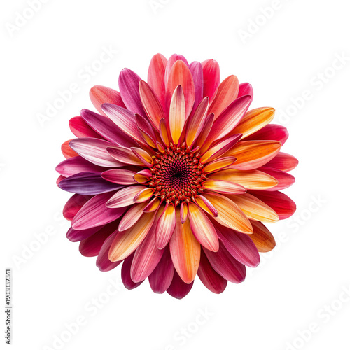 Colorful Flower With Orange and Red Petals in Simple Design on White Background