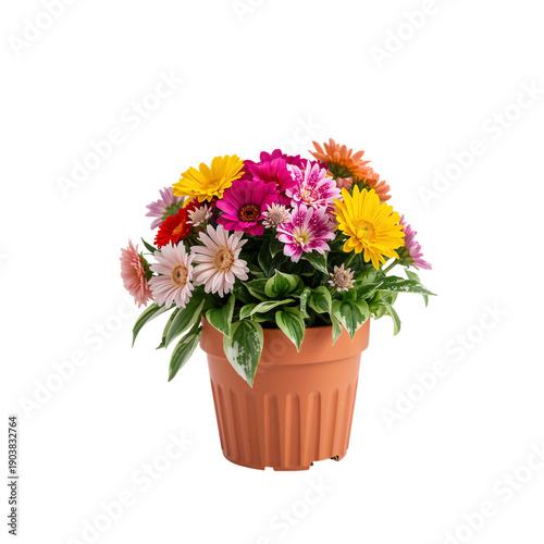 Bright Flowers in a Pot Placed on a White Background With Different Colored B...