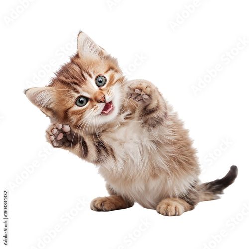 Playful Kitten Showing Its Paws and Looking at the Camera Indoors