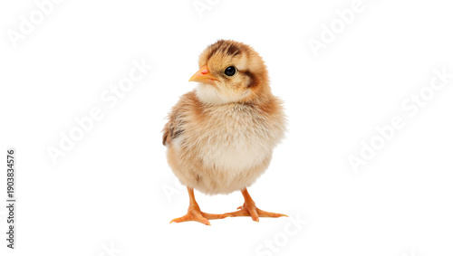 Small Chick Standing on White Surface With Outstretched Legs and Soft Feathers