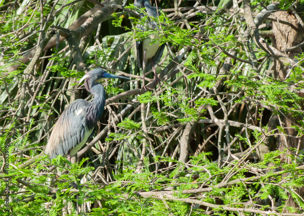 Fototapeta premium Tri Colored Heron