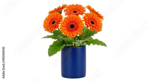 Tableau sur toile Bright orange gerbera daisies in a blue pot isolated PNG, vibrant flowers on tra