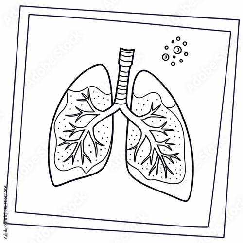 A drawing of human lungs with a trachea and bronchi Vector