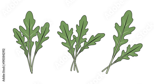 Arugula Line art filed color clean design