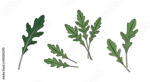 Arugula Line art premium color outline design