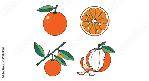 Bitter Orange Line filed color illustration