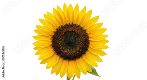 Bright yellow sunflower isolated PNG on transparent background, vibrant summer flower for design projects and botanical themes