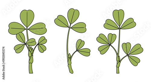 Fenugreek Leaf Line color vector minimal style