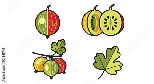 Gooseberry Line art vector modern style