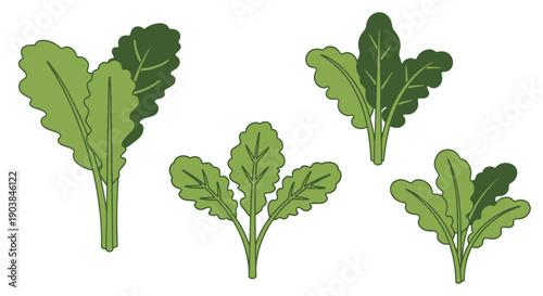 Kale Line art vector color minimal style