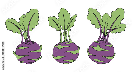 Kohlrabi Line art creative concept