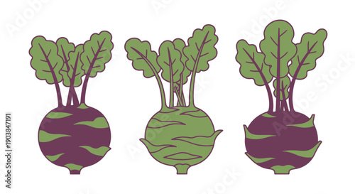 Kohlrabi Line art high quality